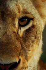 دانلود فیلم Malika the Lion Queen 2021 دانلود فیلم Malika the Lion Queen 2021